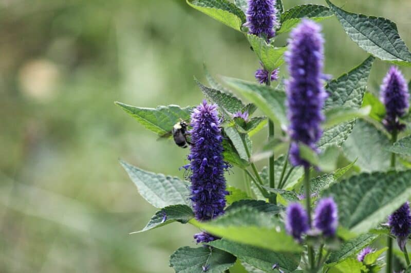 Lebah dari adas Agastache biru 