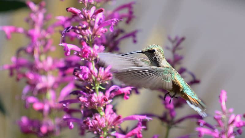Broad-tailed Hummingbird Feeding on Agastache
Photo by Ryan Moehring / USFWS