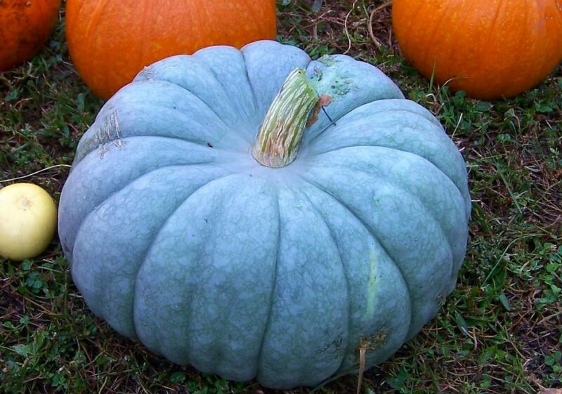 Jarrahdale is one of the most intensely hued of all blue pumpkin varieties.  Photo by Bryant Olsen via Flickr Creative Commons.