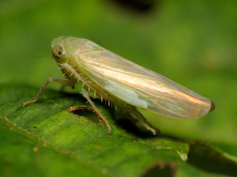 Leafhoppers transmit Tomato Big Bud disease across Solanaceae species.  Photo via Katja Schulz on Flickr Creative Commons
