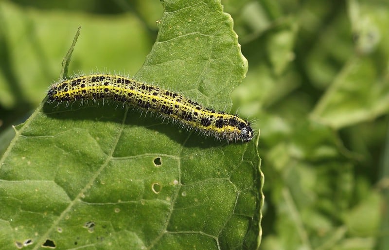 Radish pests: Pieris brassicae larvae on a horseradish leaf. 
Image by Dean Morley via Flickr Creative Commons.