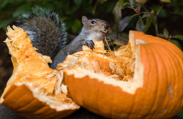 35 Obnoxious Pumpkin Pests and Diseases to Contend With
