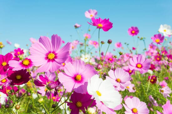How to Grow Cosmos: A Drought-Tolerant Summer Beauty