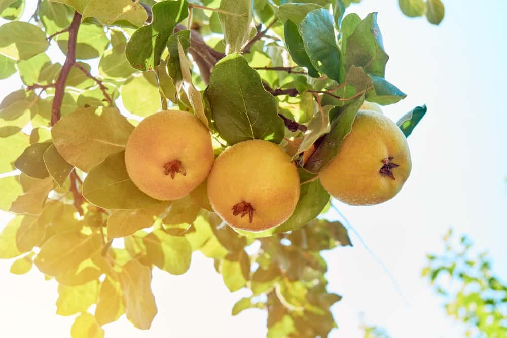 How to Plant and Grow Quince Fruit Trees