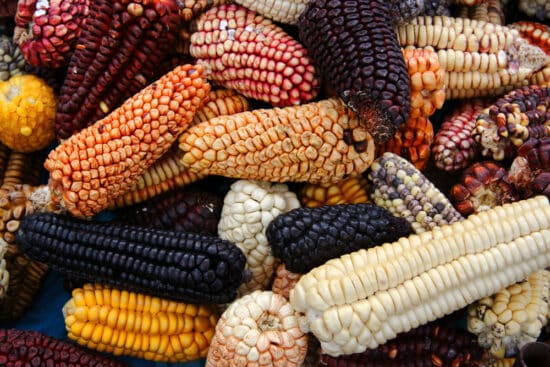 18 Best Indigenous Corn Cultivars to Discover
