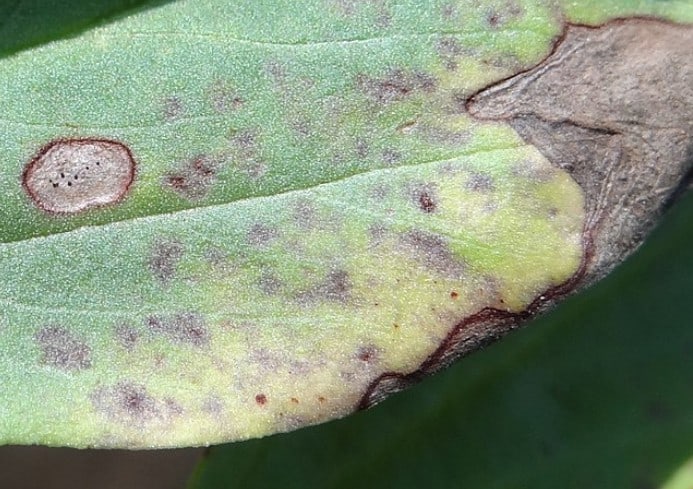 Gummy Stem Blight lesions on leaves by Jerzy Opioła on Wikimedia Creative Commons