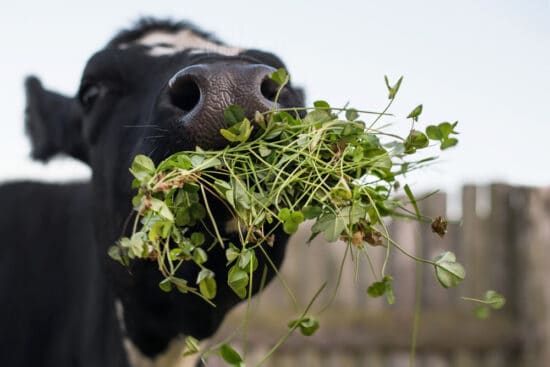 Grass-Fed or Grain-Finished Beef: Which is Better for Your Health and Environment?