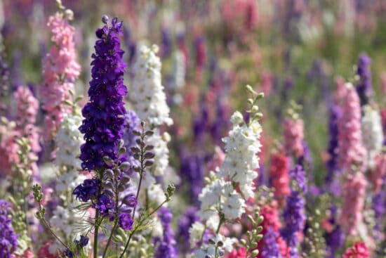 How to Grow Delphiniums to Add English Charm to Your Garden