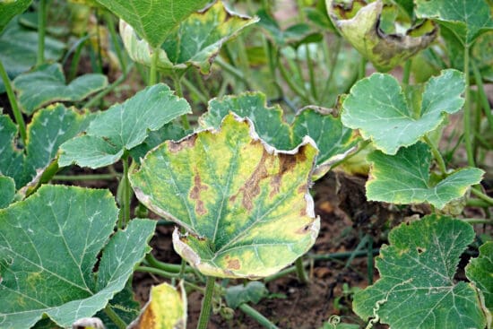 13 Pumpkin Plant Diseases That Can Kill Your Fruits