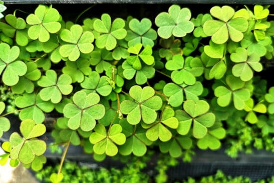 All You Need to Know About Growing Gorgeous Oxalis Plants