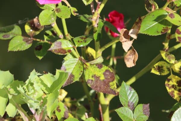 Black Rash Plant Black Spot: How to Identify and Treat This Common Fungal Disease