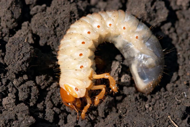 White Grubs: How to Identify and Control This Garden Pest