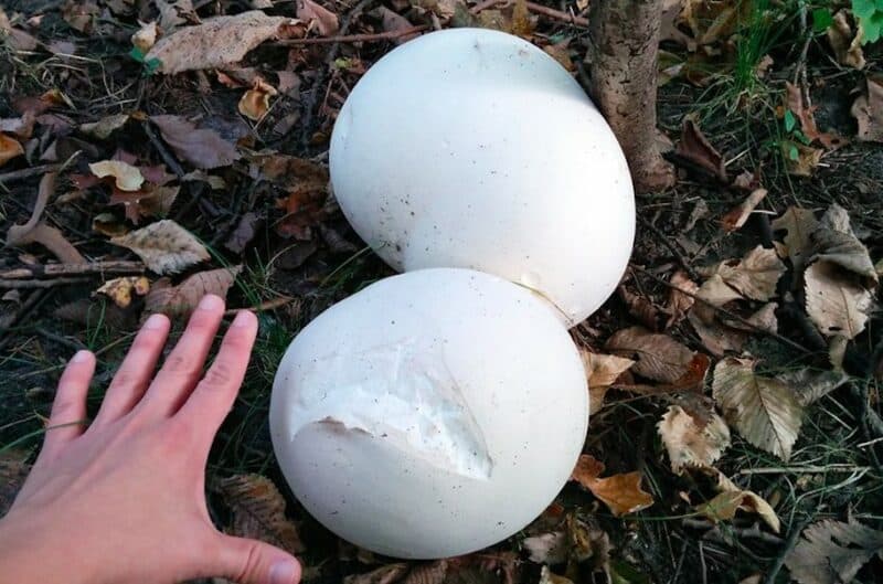 Giant Puffball mushrooms Photo by Courtney Celley/USFWS