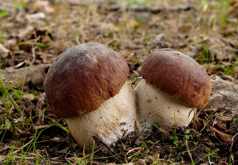 King Bolete mushrooms
Photo by Bernard Spragg vs Flickr Creative Commons