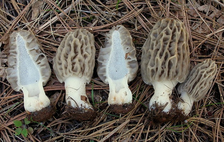 Morel mushrooms  Photo by Ron Pastorino via Flickr Creative Commons