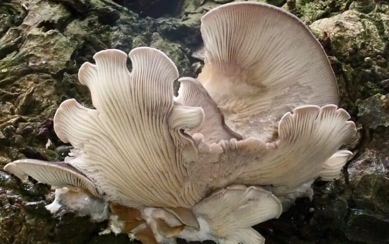Oyster mushrooms photo by Martin Cooper Ipswich, via Openverse Creative Commons
