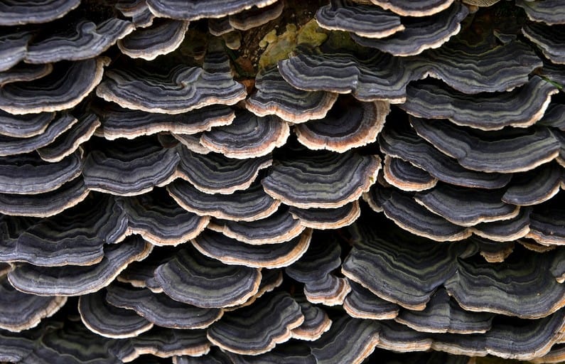 Turkey tail mushrooms photo by OhWeh via Wikimedia Commons.