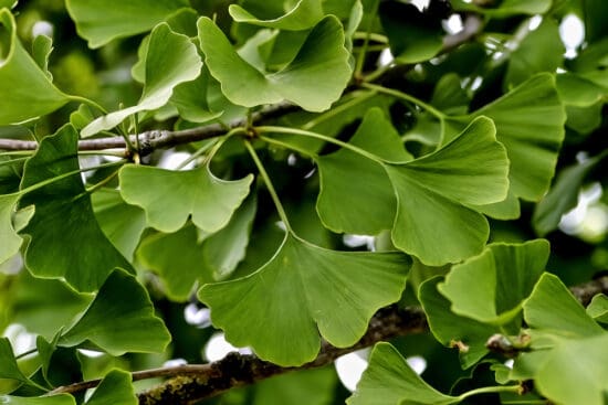 Growing Ginkgo: How to Plant and Raise This Magnificent Tree