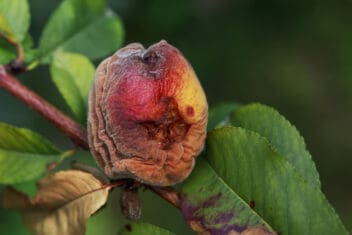 15 Serious Peach Tree Pests and Diseases You Should Know About