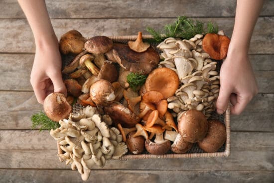 Where to Find Edible and Medicinal Mushrooms in the Wild