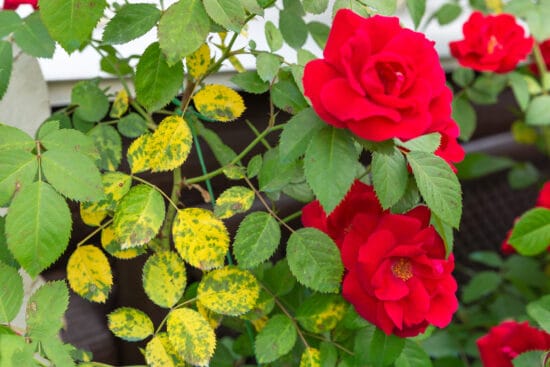 Black Spot Disease on Roses and the Best Way to Get Rid of It