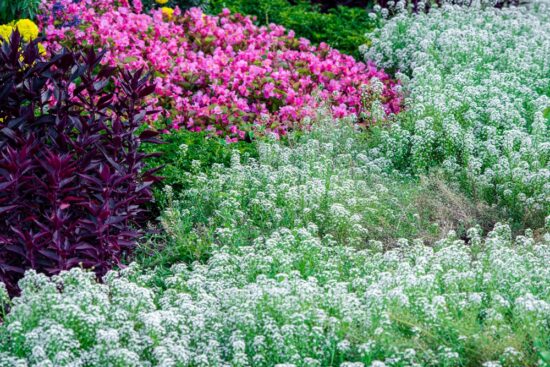 Growing Sweet Alyssum for Carpets of Color in Your Garden