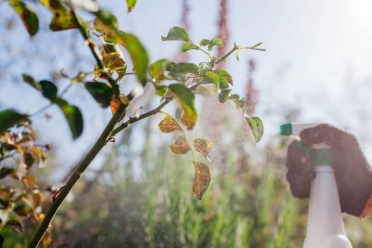 Black Spot Disease on Roses and the Best Way to Get Rid of It