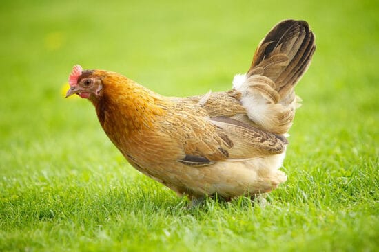 Norwegian Jærhøn Chicken: Meet These Tough, Adaptable Little Chickens