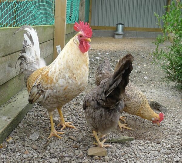 Norwegian Jærhøn Chicken: Meet These Tough, Adaptable Little Chickens