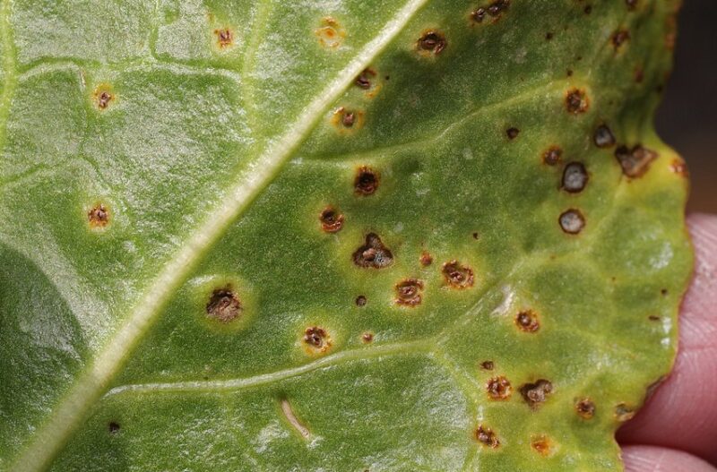 Leaf rust
Photo by Stephen James McWilliam