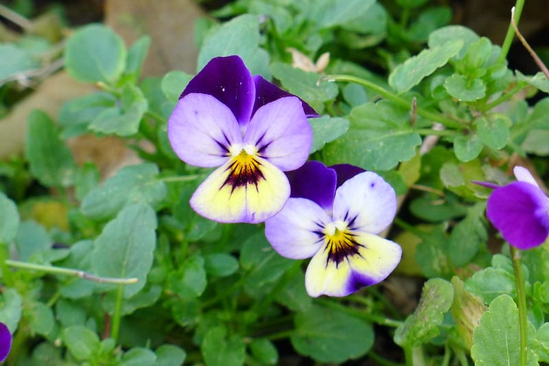 Viola tricolor
Photo by Alvin Kho via Flickr Creative Commons