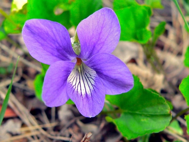 Common wood violets
Photo by Bernard Dupont via Flickr Creative Commons
