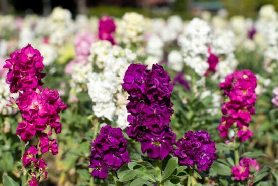 Growing Stocks: How to Care for These Heavenly Flowers