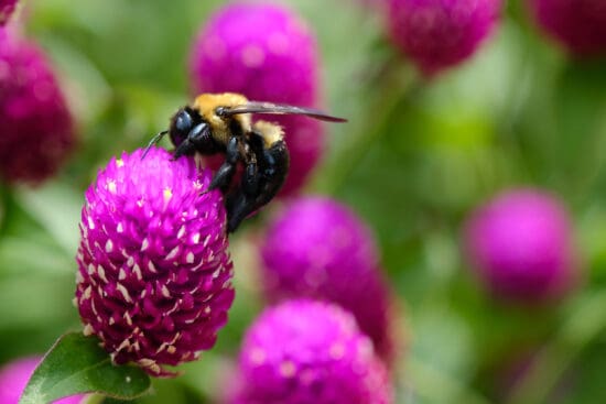 Globe Amaranth: Growing and Caring for Gomphrena Plants