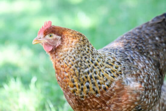 Bielefleder Kennhuhn Chicken: Meet This Big, Beautiful Chicken Breed
