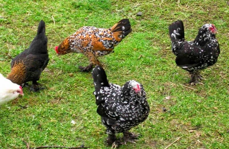 Barbu d'Uccle chickens
Photo by Bergere2005 via Wikimedia Commons