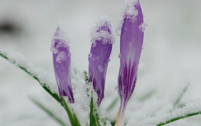 Spring color
Crocuses poking up through snow
Photo by Magnus Hagdorn via Flickr Creative Commons
