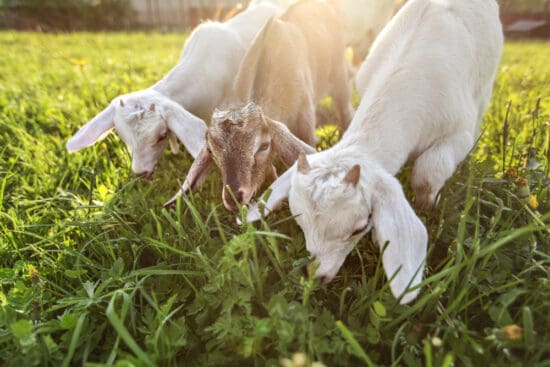 The Best Plants for Goats and a Few to Avoid