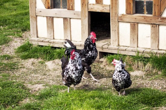 Gournay Chicken: Meet This Heritage Breed With Exceptional Meat