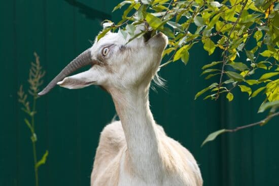 Spectacular Can Goats Eat Timothy Hay Wallpaper in HD Spectacular Can Goats Eat Timothy Hay Wallpaper in HD