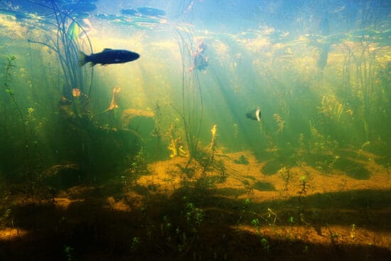 9 Tips for Building a Healthy Ecosystem for Fish