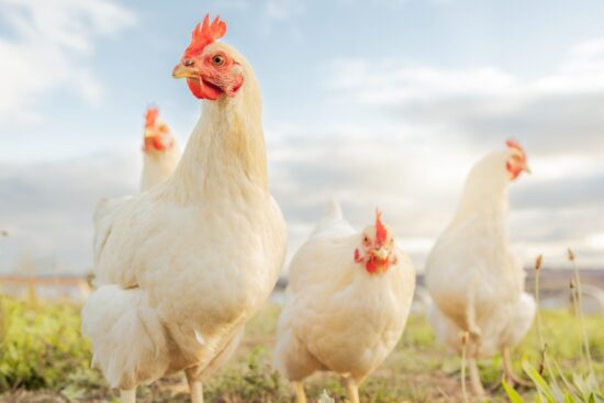 Avian Salmonellosis: How to Avoid This Bacteria in Your Chickens