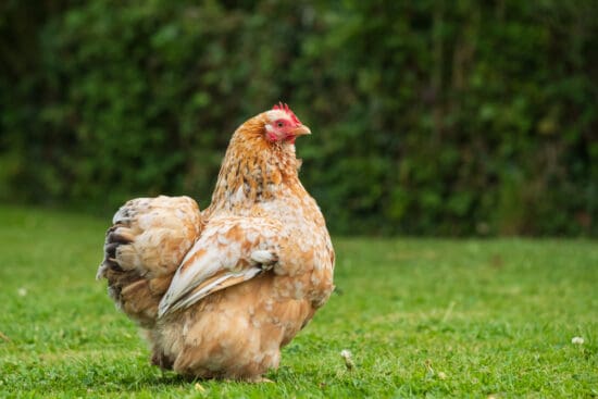Pekin Bantam Chickens: Meet These Friendly, Showy Birds