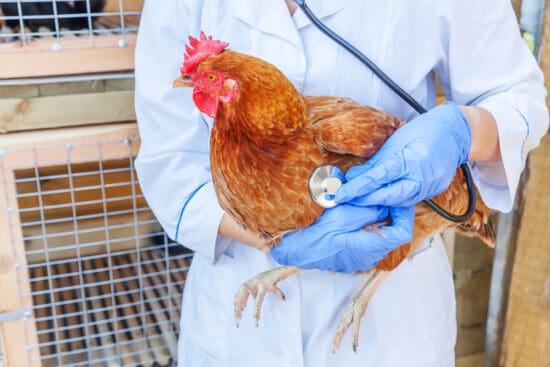 Sour Crop in Chickens: How to Identify and Deal With it