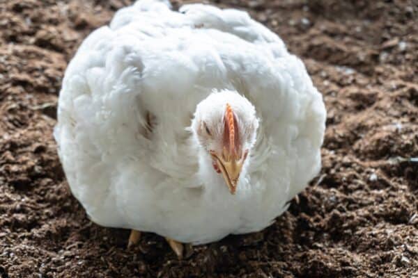 Egg Binding in Chickens: Causes, Symptoms, and Treatment