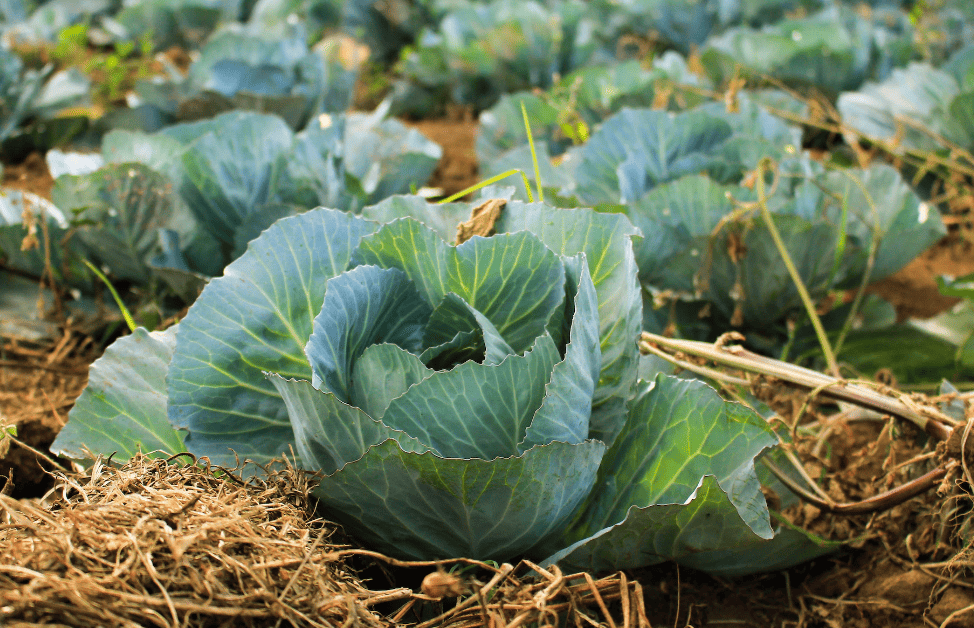 12 Ideal Food Security Garden Crops to Supplement Low Income