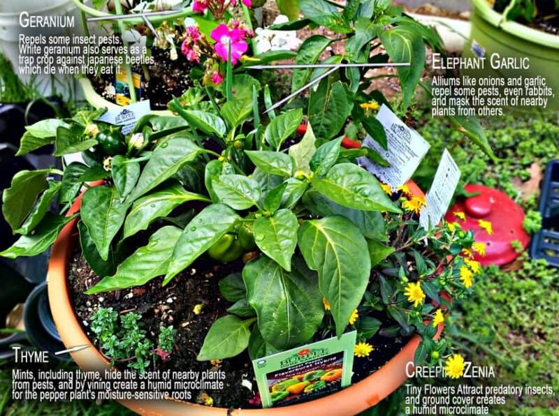 Companion planting for peppers: photo by Kazvorpal via Wikimedia Commons.