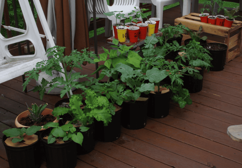 Food security garden grown in containers.
Photo by "eggrole" via Flickr Creative Commons.