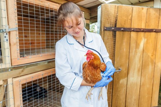 Avian Tuberculosis: What is it And How to Avoid it