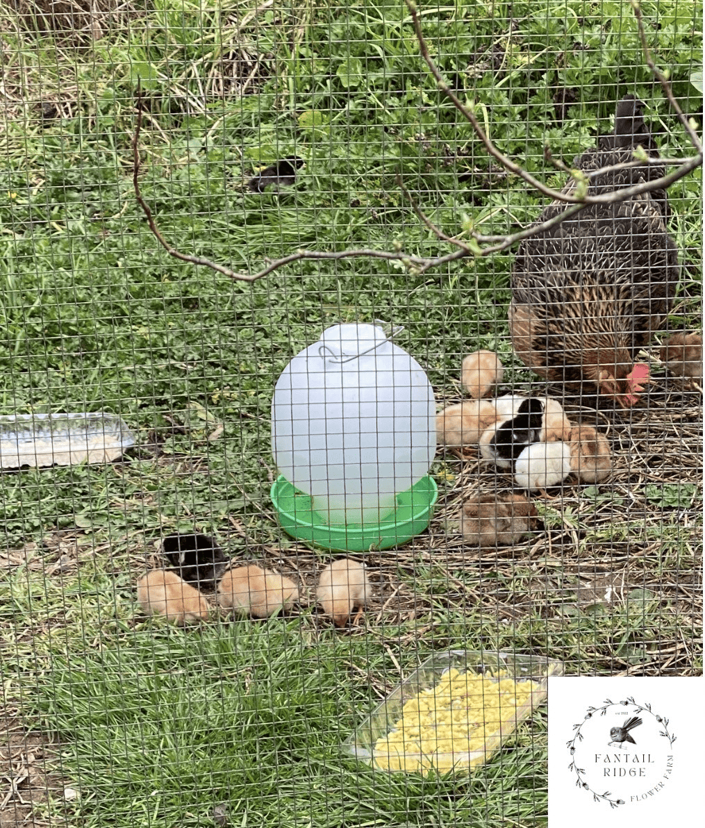 10 Important Things to Know When Raising Chicks